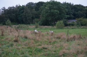 Vårmarknad